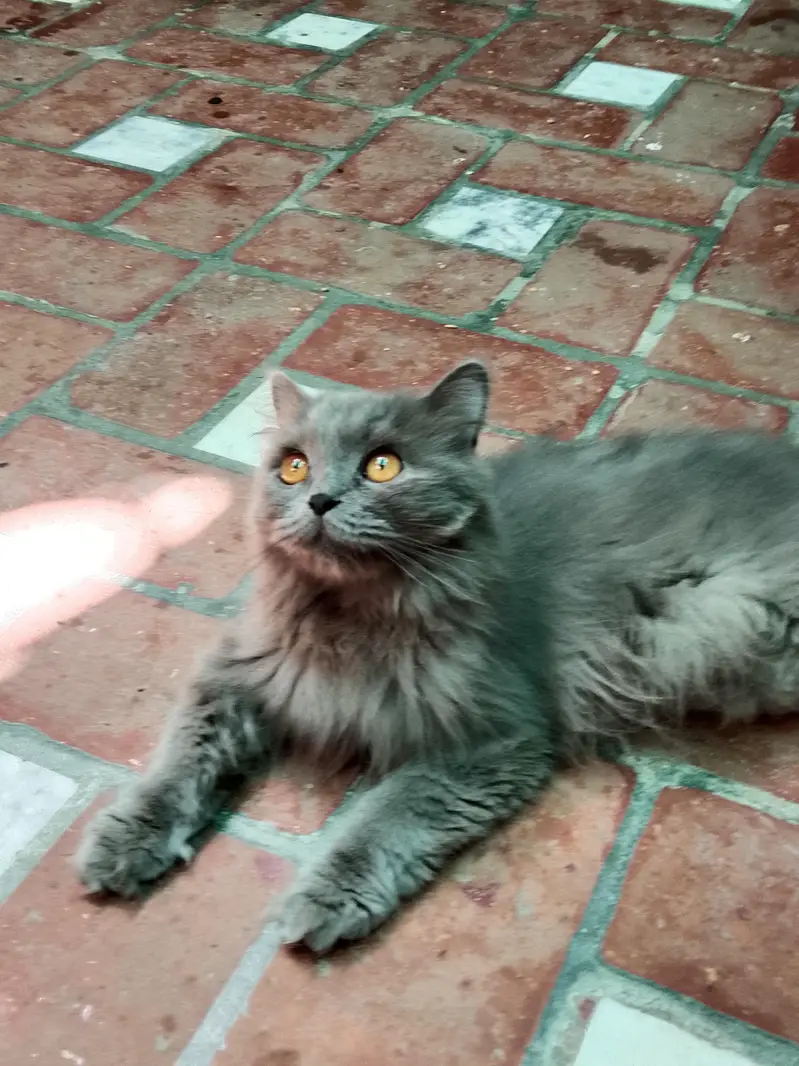 cat for sale with reasonable price (1kg imported food free) — photo 8