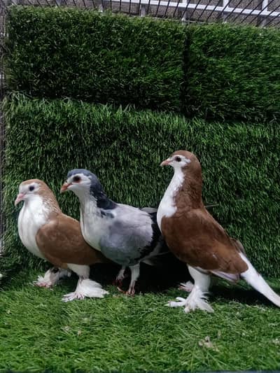 Sherazi breder pair or Silver Sherazi  Breder Female For sale