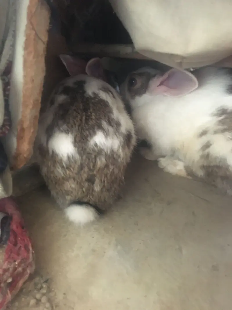 2 rabbit