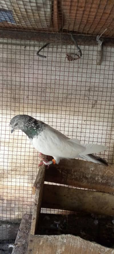 pure Sialkoti Batera Male