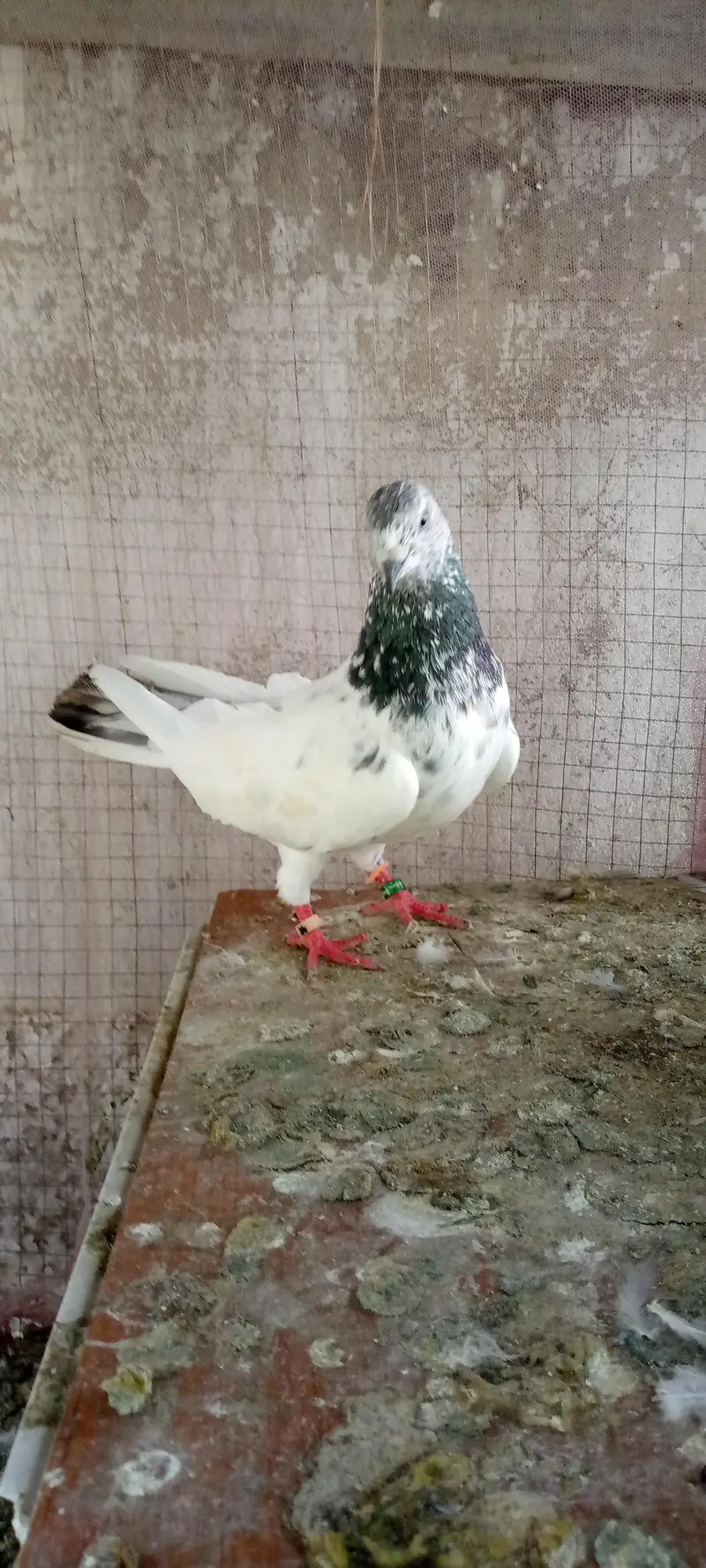 pure Sialkoti Batera Male — photo 2
