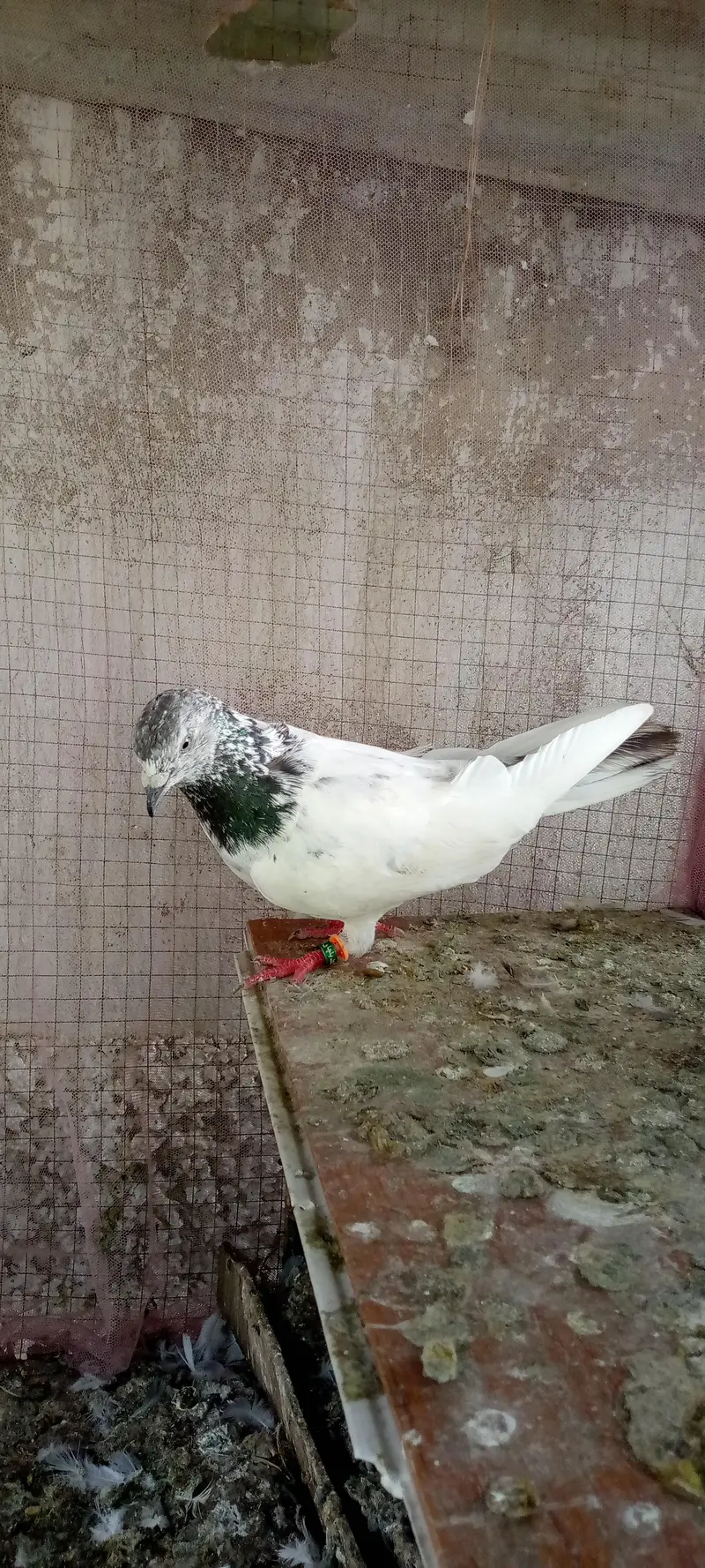 pure Sialkoti Batera Male — photo 3