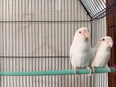 Albino red eye pair