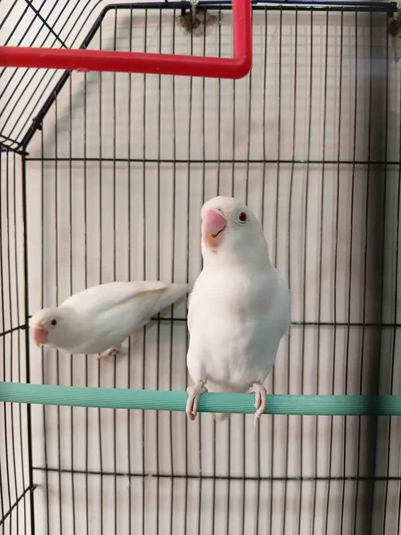 Albino red eye pair — photo 2