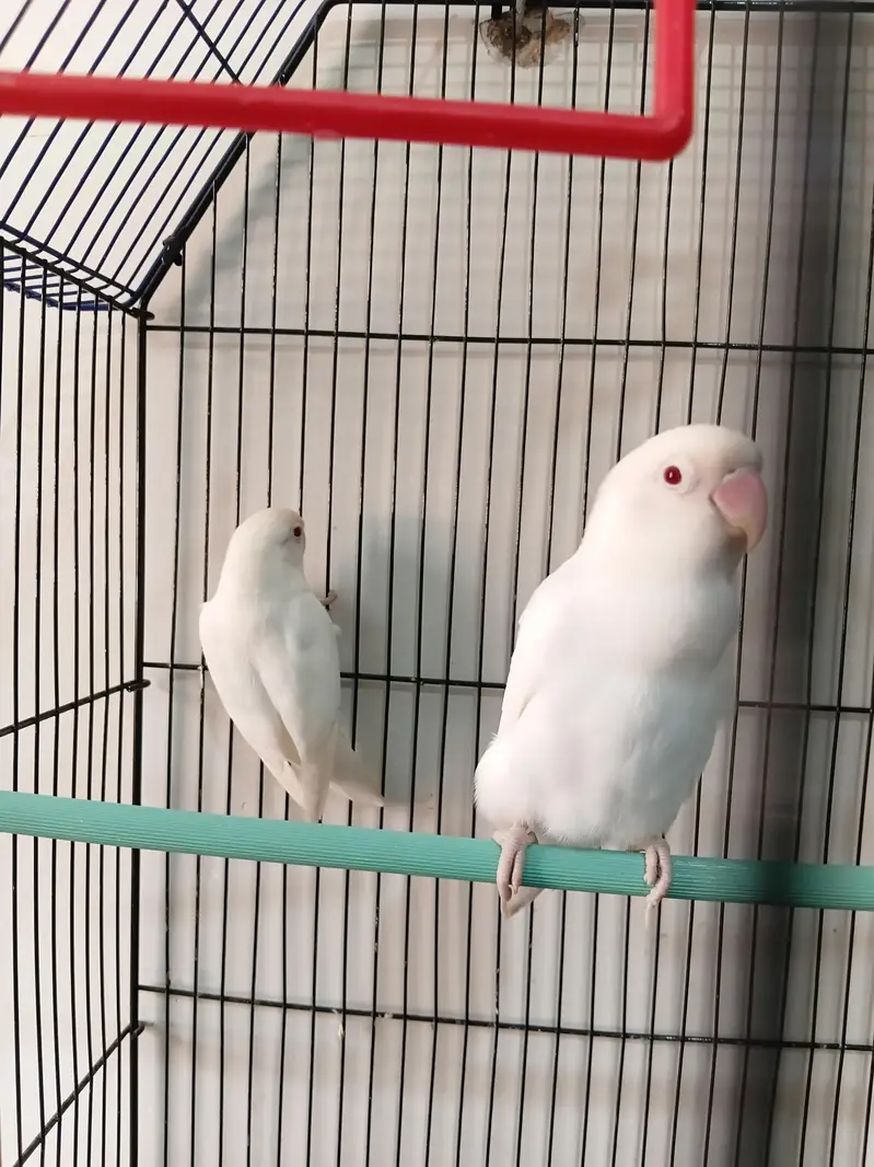 Albino red eye pair — photo 3