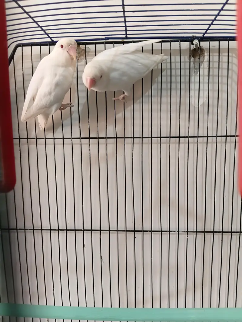 Albino red eye pair — photo 4