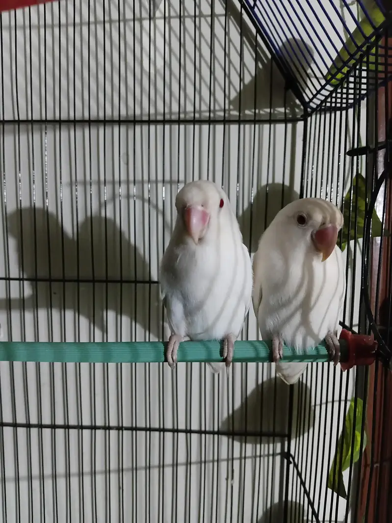 Albino red eye pair — photo 5