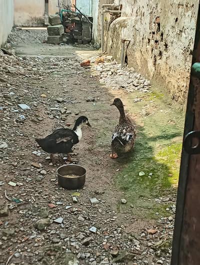 kali safed Muscovy mix desi ha or brown nr ha or mallard khaki desi ha