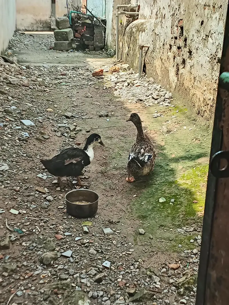 kali safed Muscovy mix desi ha or brown nr ha or mallard khaki desi ha