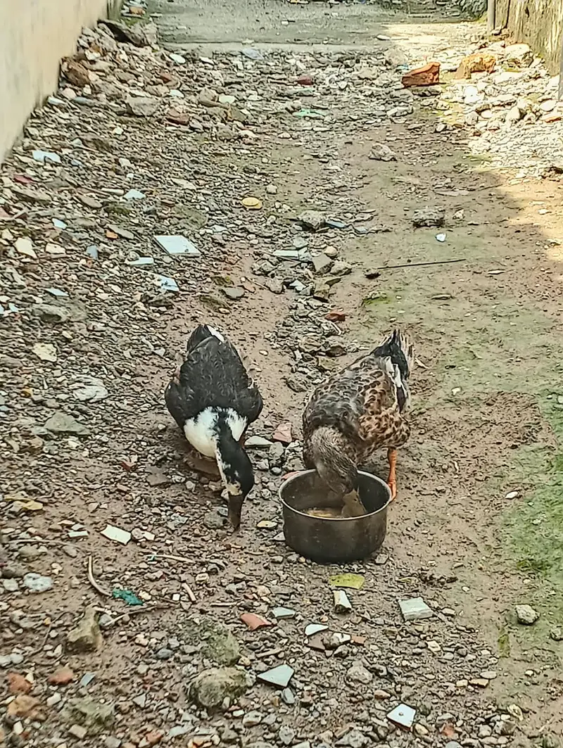 kali safed Muscovy mix desi ha or brown nr ha or mallard khaki desi ha — photo 2