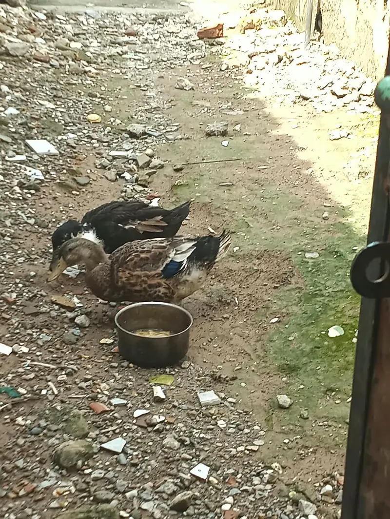 kali safed Muscovy mix desi ha or brown nr ha or mallard khaki desi ha — photo 3