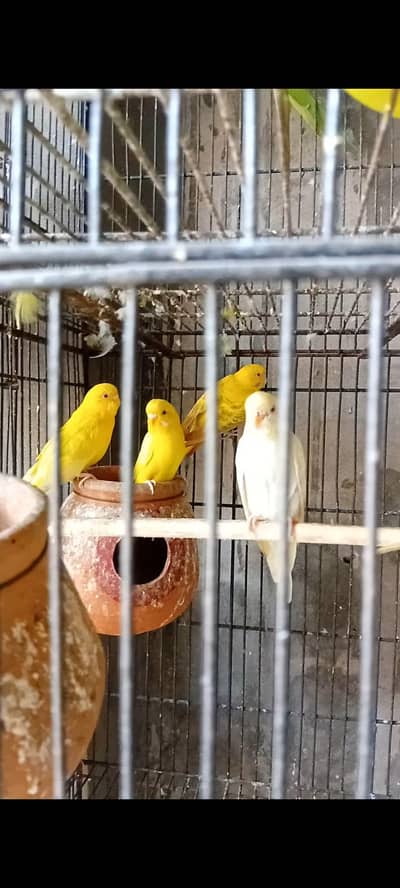 6 red eye females 1 male (03206441878)