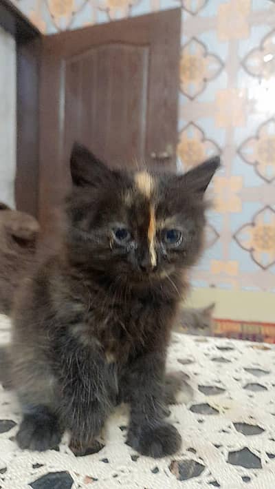 urgent sale