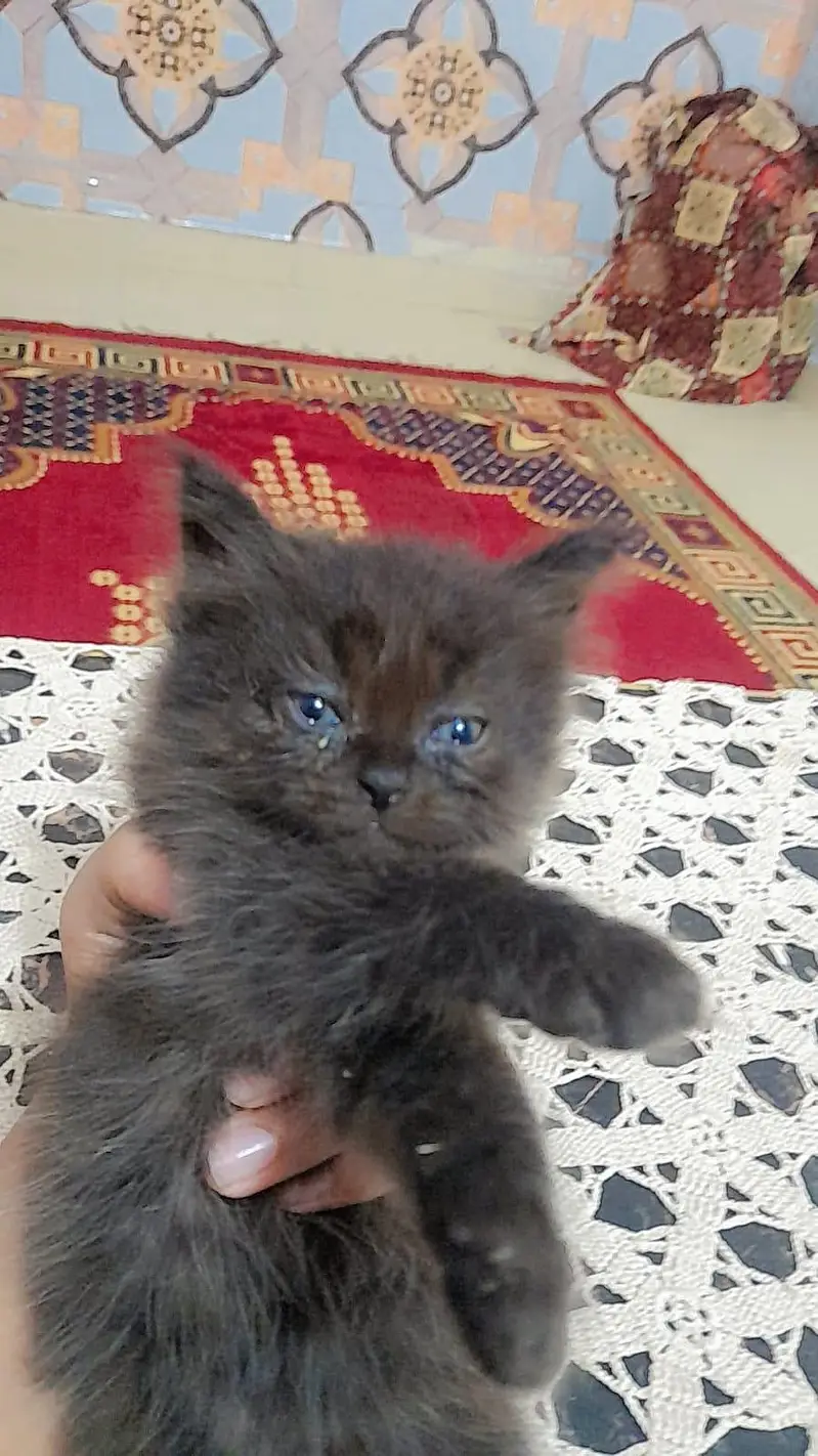 urgent sale — photo 2