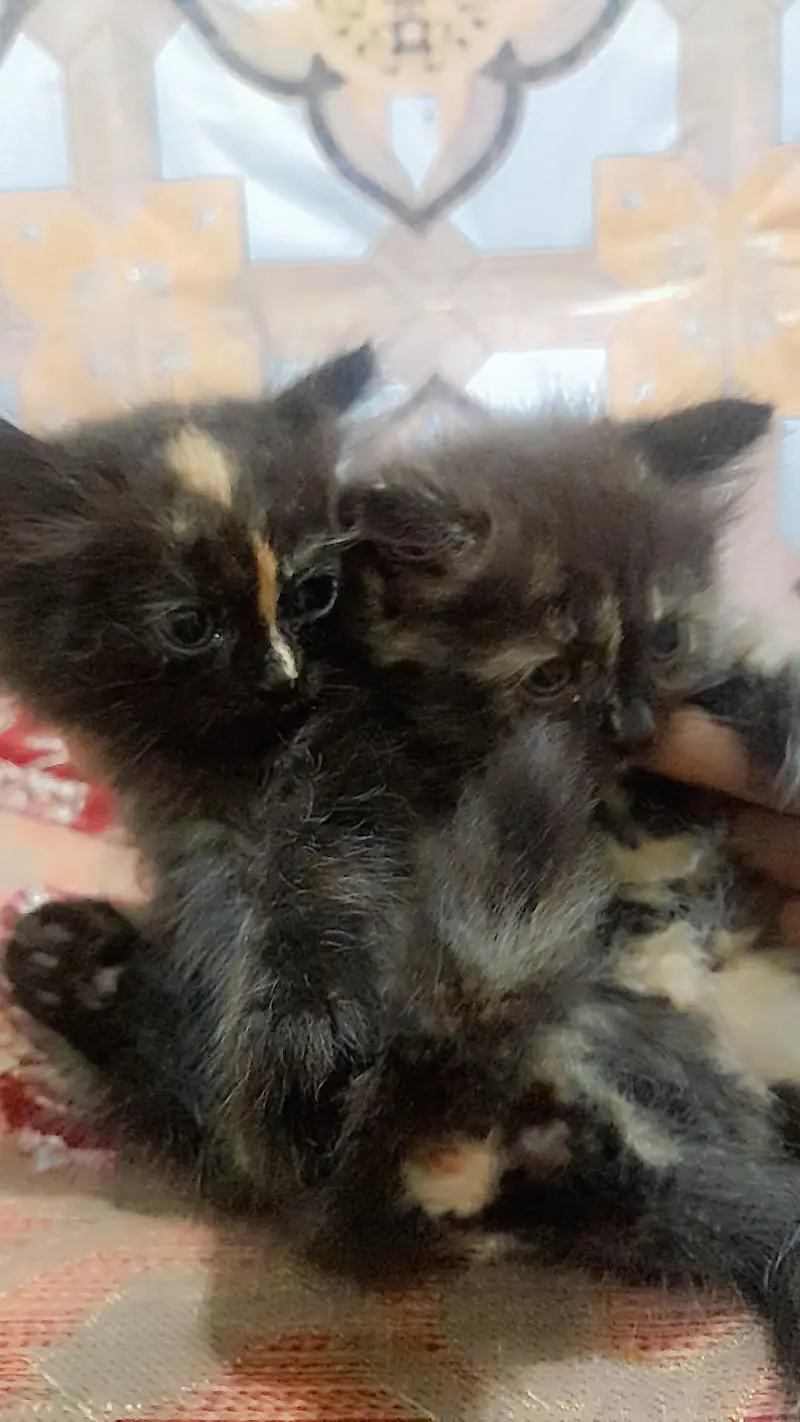 urgent sale — photo 4