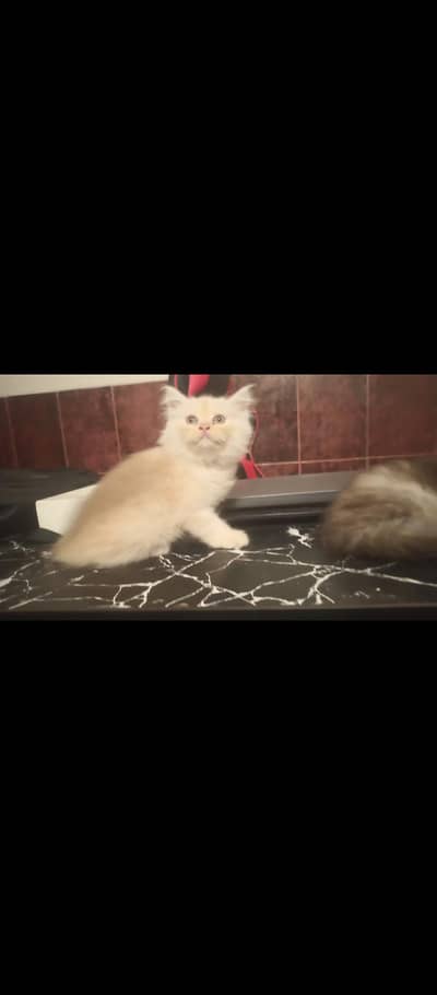 3 coat Persian kidden  pair home breed