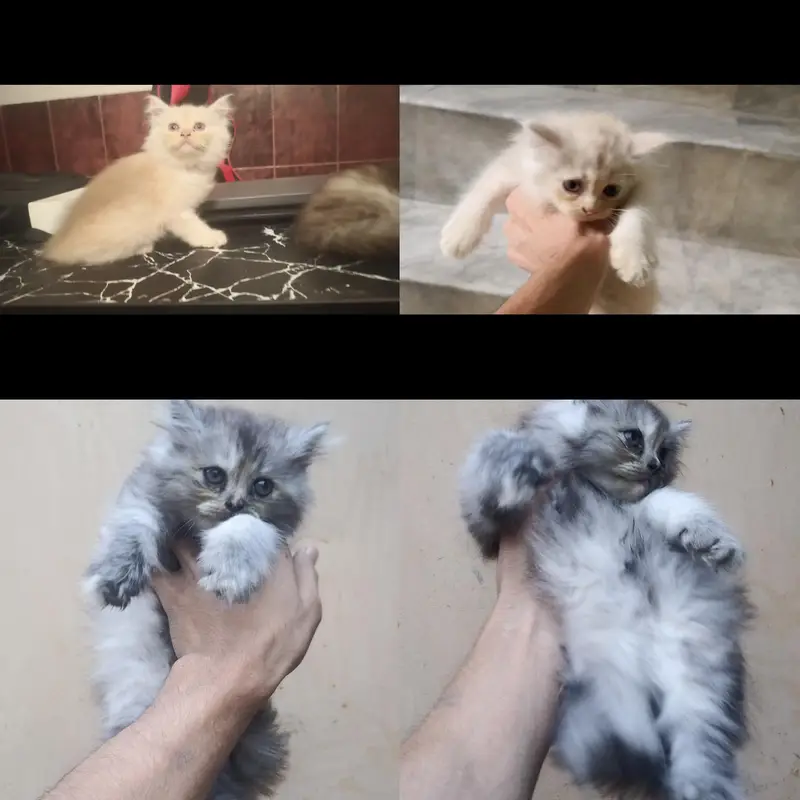 3 coat Persian kidden  pair home breed — photo 2