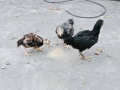 kho shamoo chick conure pair