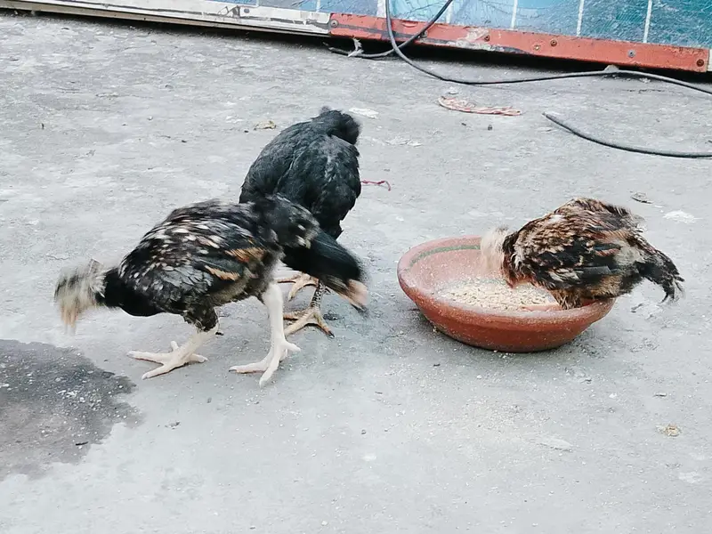 kho shamoo chick conure pair — photo 2