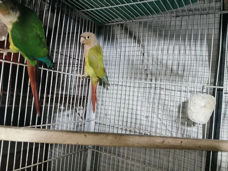 kho shamoo chick conure pair — photo 3