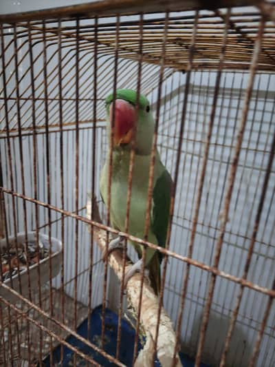 kashmiri parakeet (Paharii tota)