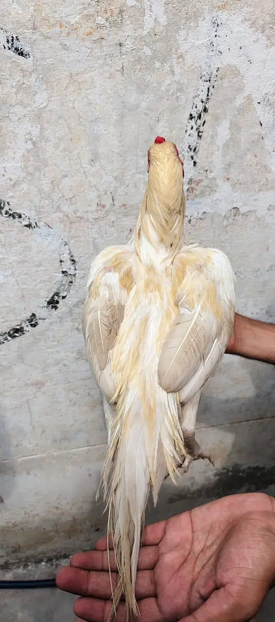 white Aseel — photo 3