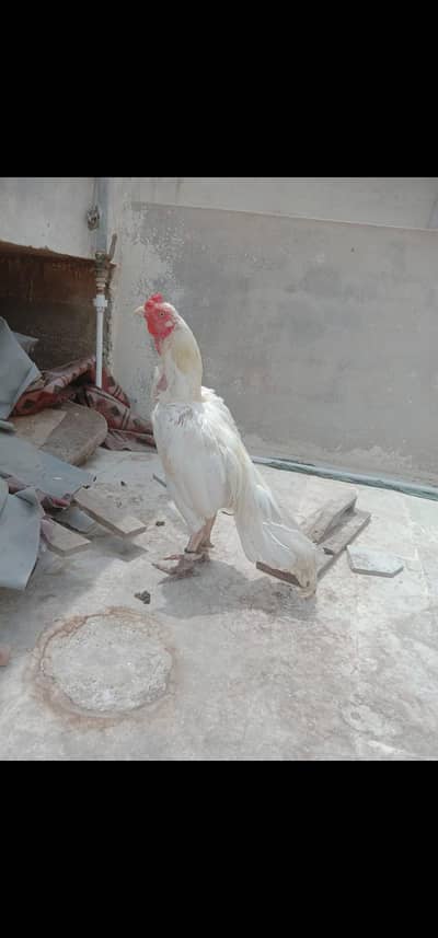 mashallah top quality paper wait HeeraAseel shadesun kara breeder male