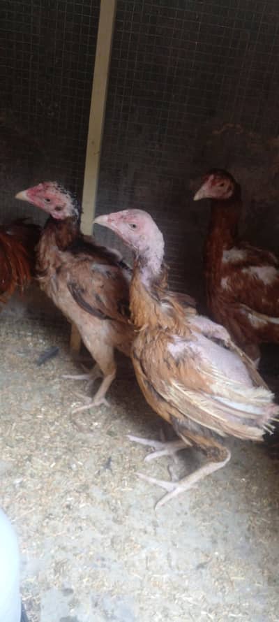 High Quality Aseel Eggs Laying Hens Available for sale in lahore only