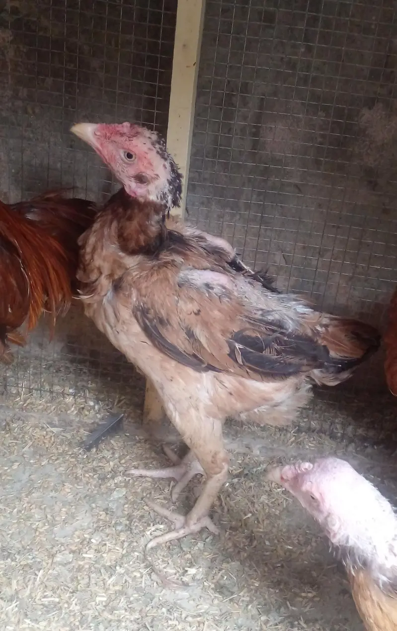High Quality Aseel Eggs Laying Hens Available for sale in lahore only — photo 2