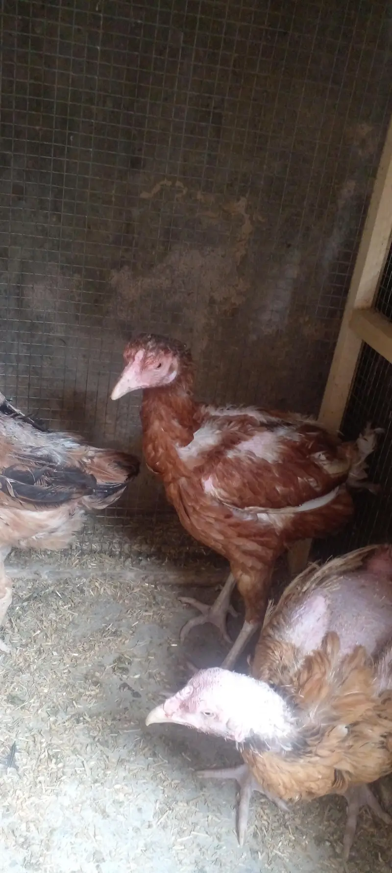 High Quality Aseel Eggs Laying Hens Available for sale in lahore only — photo 3