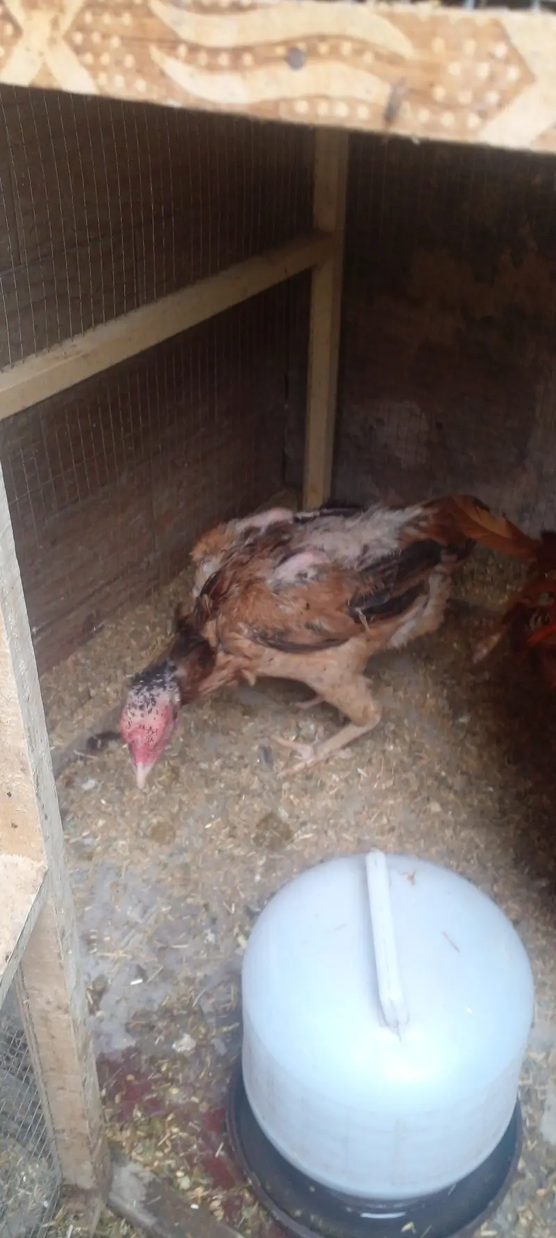 High Quality Aseel Eggs Laying Hens Available for sale in lahore only — photo 4
