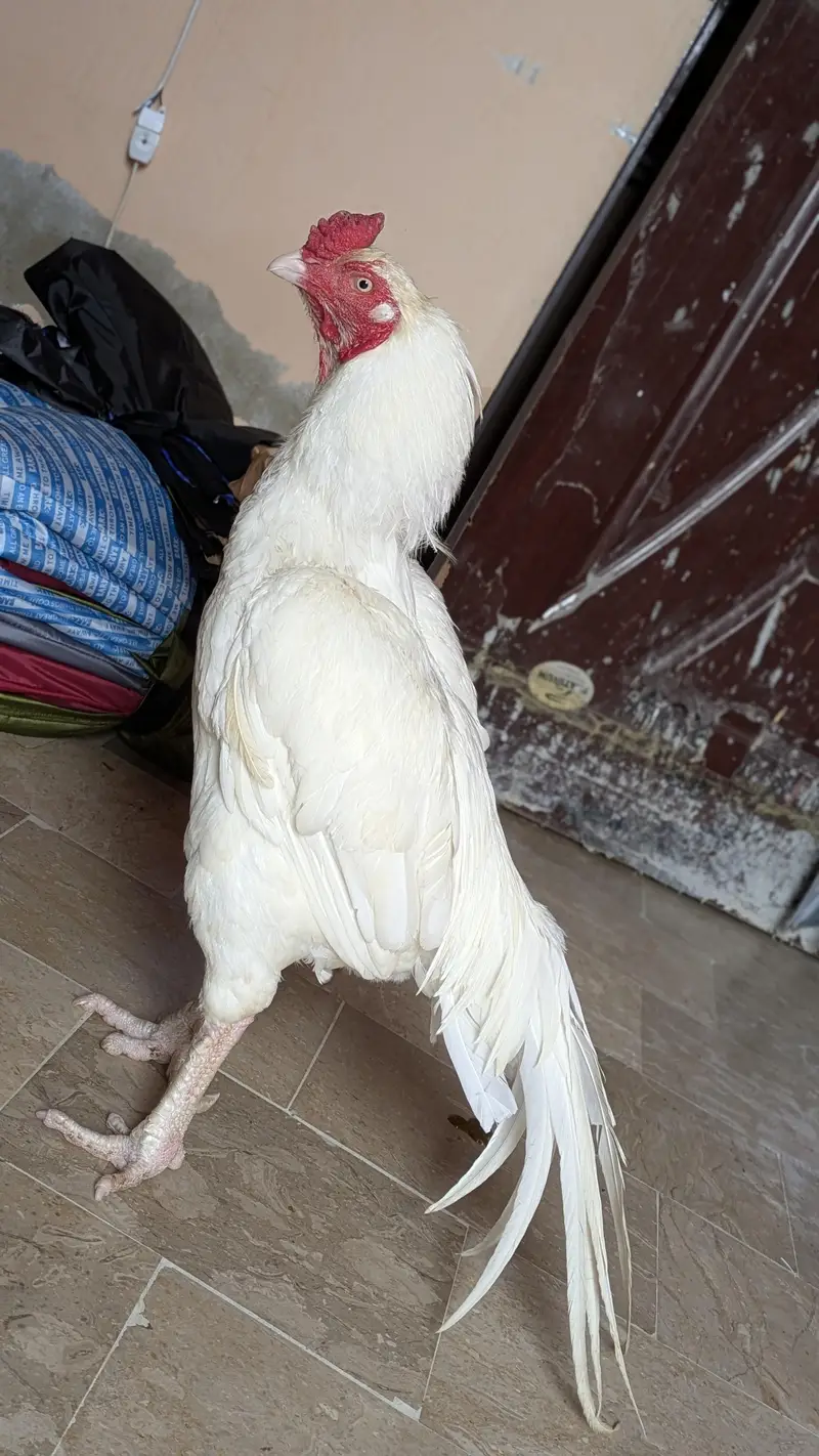 Heera paper white — photo 2