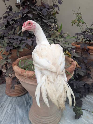 Aseel Heera white Multan