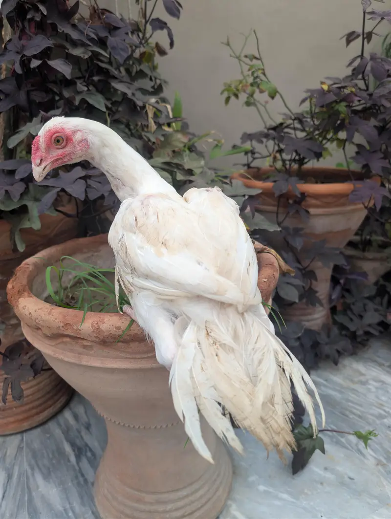 Aseel Heera white Multan — photo 2