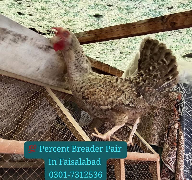 دیسی بریڈر پیئر 4