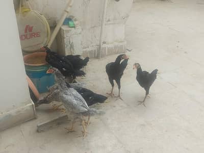 Aseel Shamo & Heera Hens Home breed.