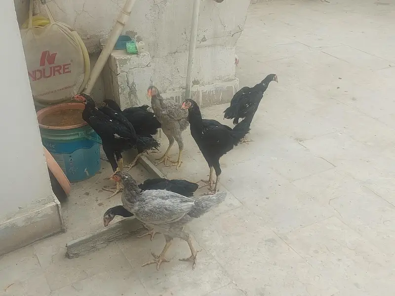 Aseel Shamo & Heera Hens Home breed. — photo 2