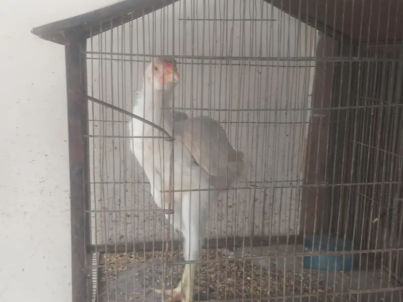 Aseel Shamo & Heera Hens Home breed. — photo 3