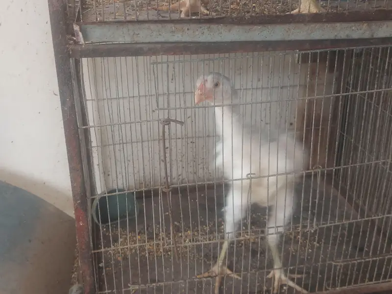 Aseel Shamo & Heera Hens Home breed. — photo 4