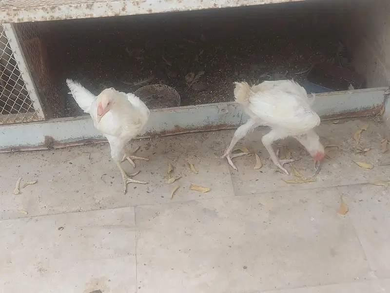 Aseel Shamo & Heera Hens Home breed. — photo 5