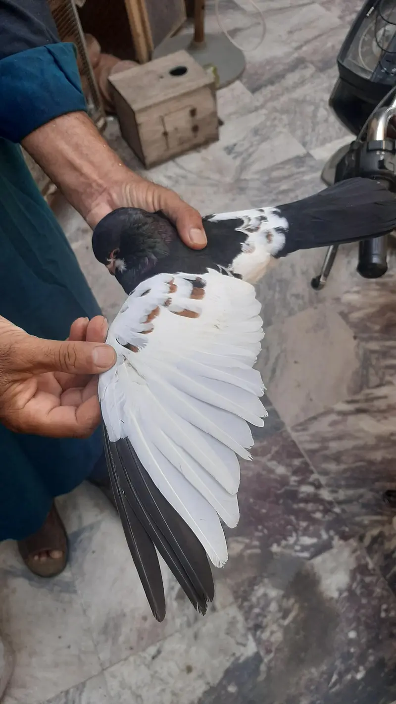 Siah Khaal Guldaar — photo 3
