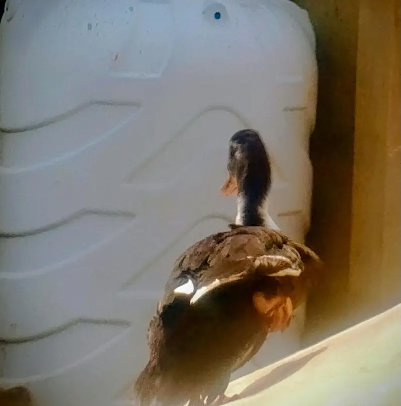 ducks for sale — photo 2