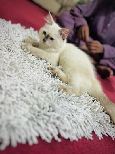 Persian cat baljiam breed Pure tripal codded full active