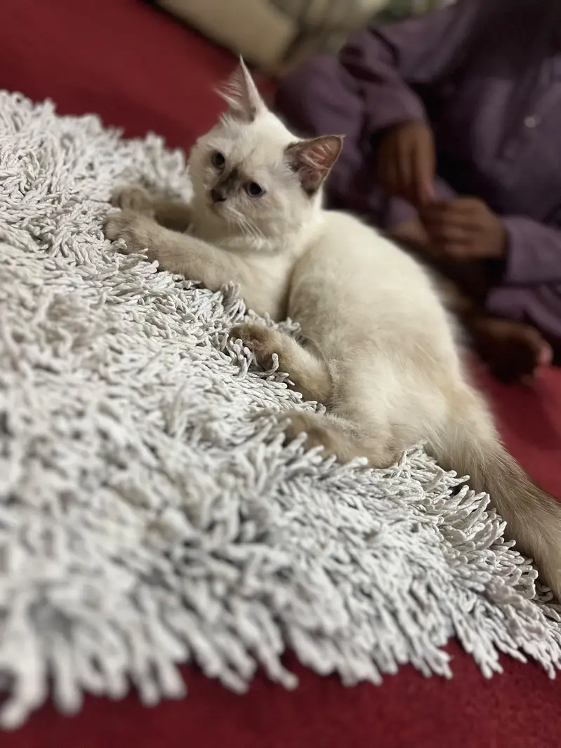 Persian cat baljiam breed Pure tripal codded full active — photo 2