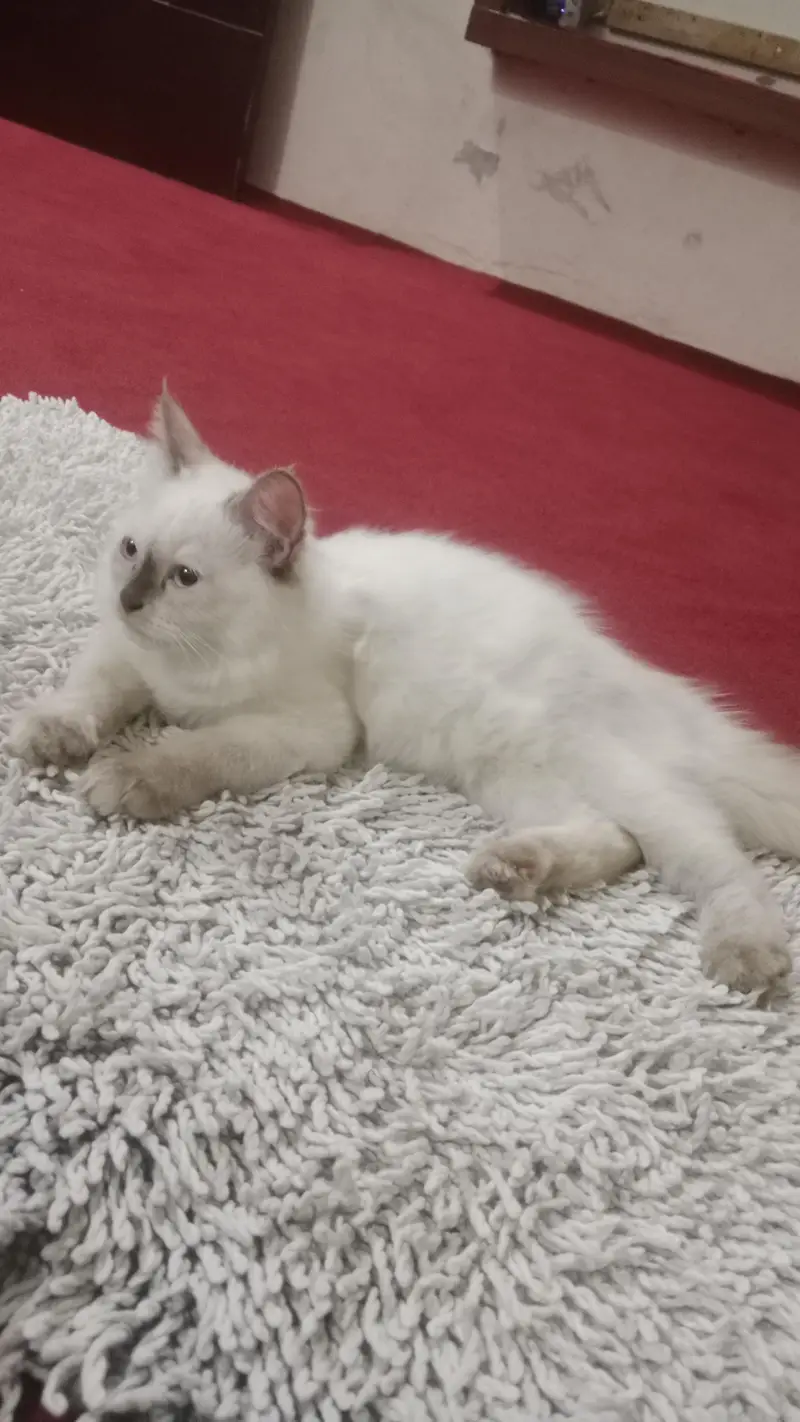 Persian cat baljiam breed Pure tripal codded full active — photo 3