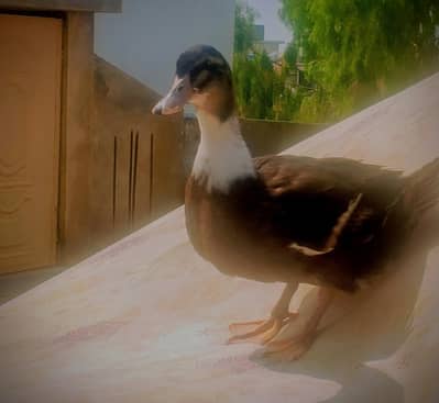 ducks for sale