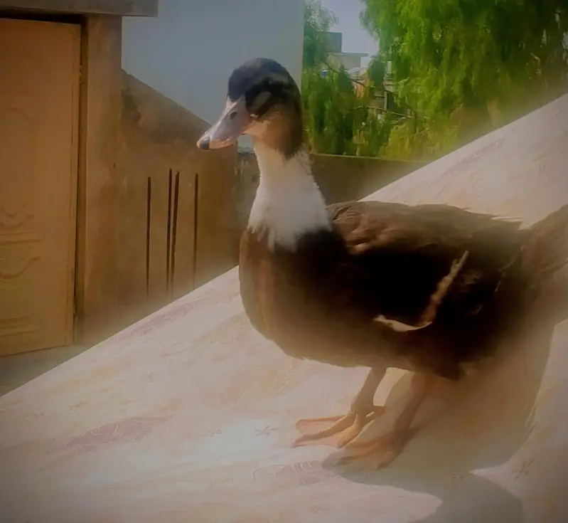 ducks for sale