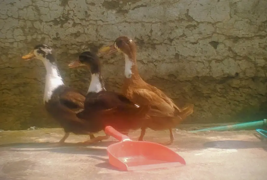 ducks for sale — photo 3
