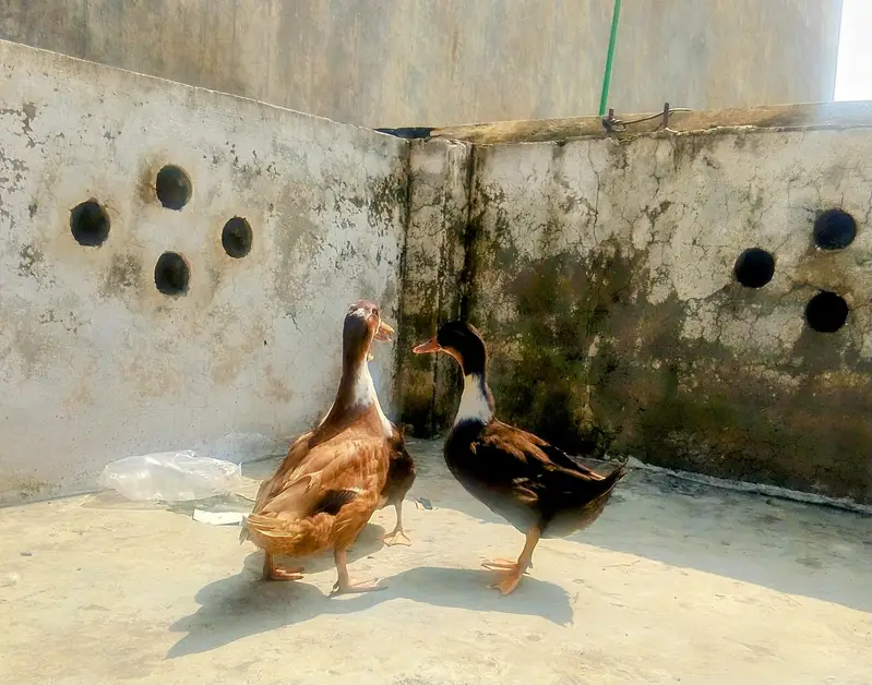 ducks for sale — photo 4