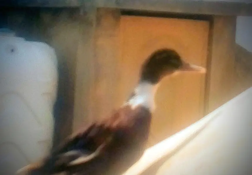 ducks for sale — photo 5